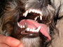 Zahnkrone beim Hund